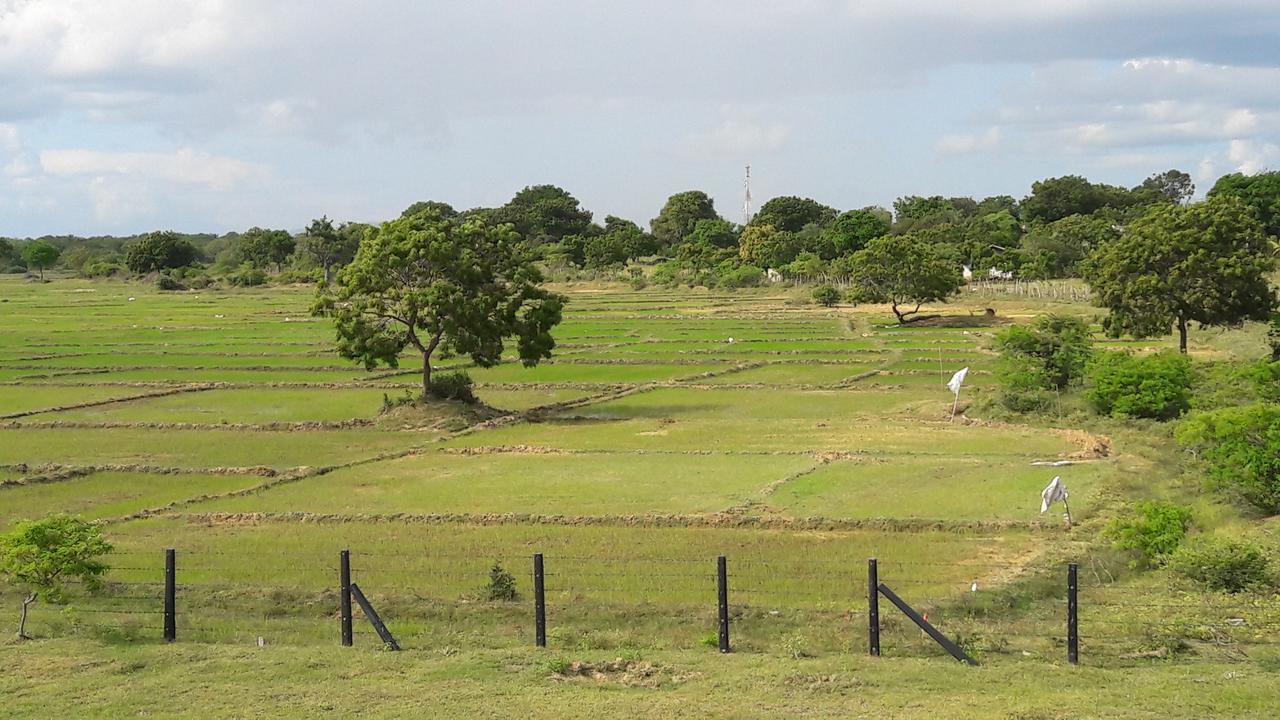 Tree Tops يالا المظهر الخارجي الصورة